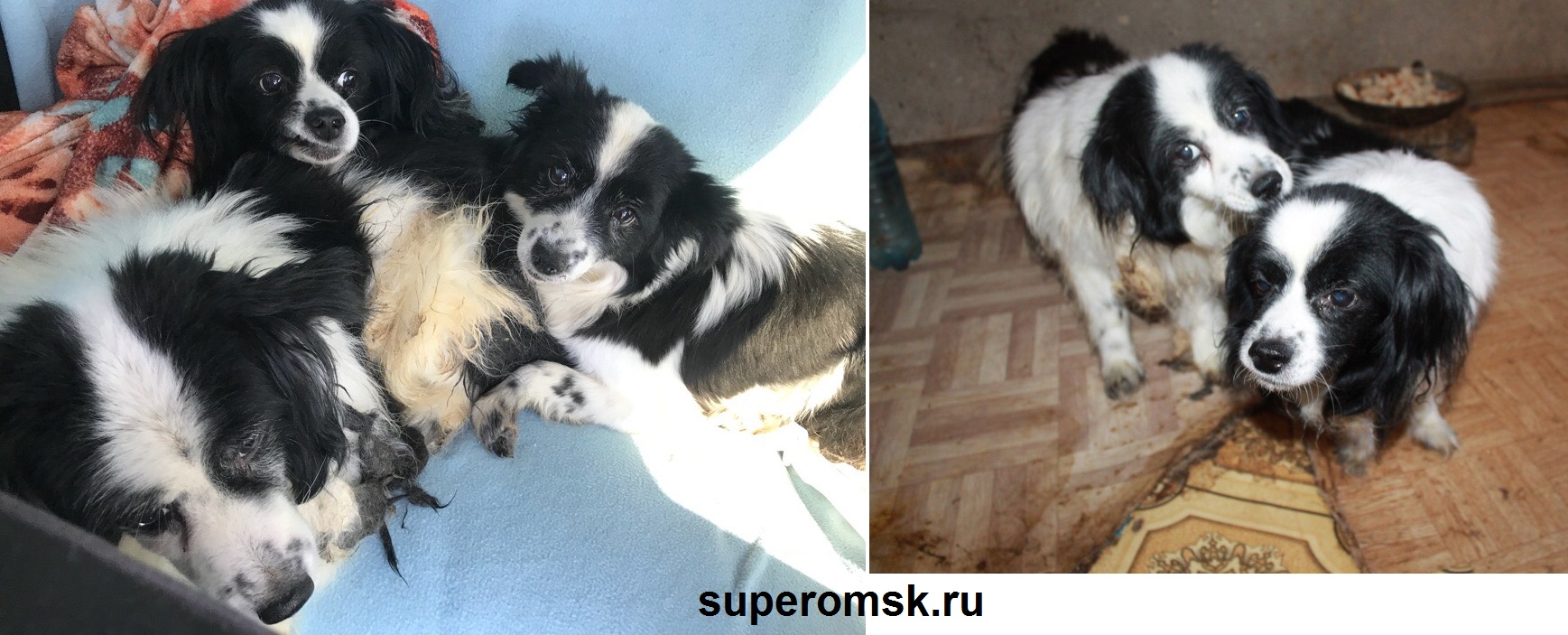 Собака Собака