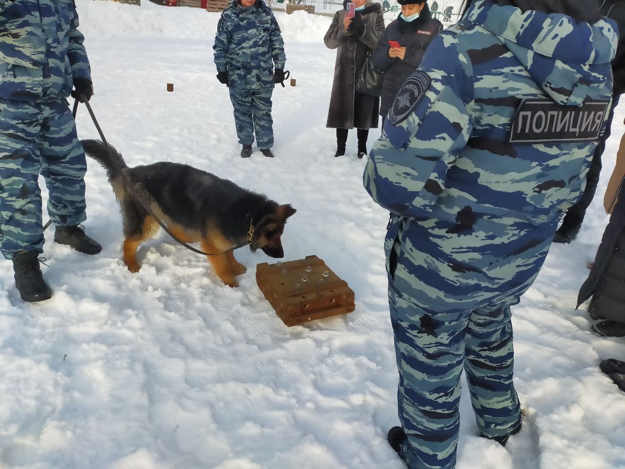 Омские служебные собаки в рамках «Студенческого десанта» показали, как ищут преступников и взрывчатку Омские служебные собаки в рамках «Студенческого десанта» показали, как ищут преступников и взрывчатку