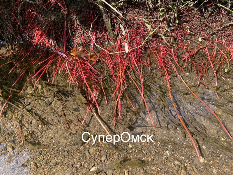 На месте ЧС в «Птичьей гавани» Омска обнаружены водоросли с подозрительными корнями На месте ЧС в «Птичьей гавани» Омска обнаружены водоросли с подозрительными корнями
