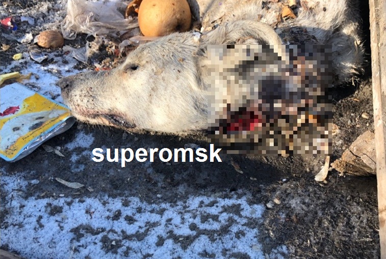 Собака Собака