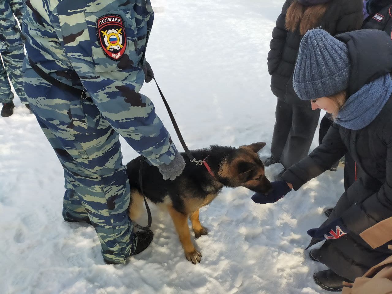 Омские служебные собаки в рамках «Студенческого десанта» показали, как ищут преступников и взрывчатку Омские служебные собаки в рамках «Студенческого десанта» показали, как ищут преступников и взрывчатку