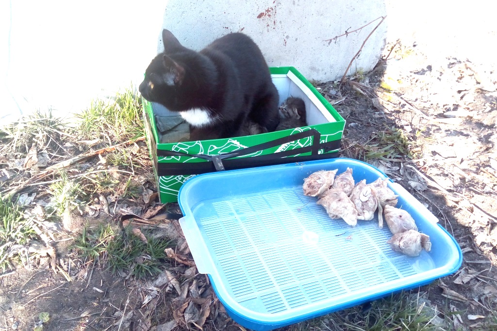 Кошка с котятами