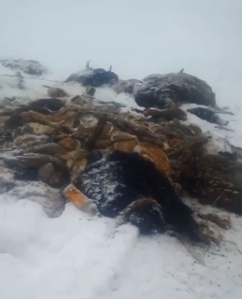 В природном заказнике в Омской области обнаружили множество останков В природном заказнике в Омской области обнаружили множество останков