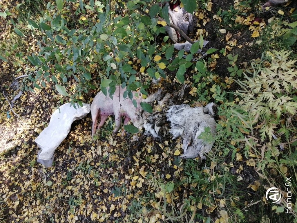 Омичи пришли в ужас от жуткой находки в лесу, где собирали грибы Омичи пришли в ужас от жуткой находки в лесу, где собирали грибы