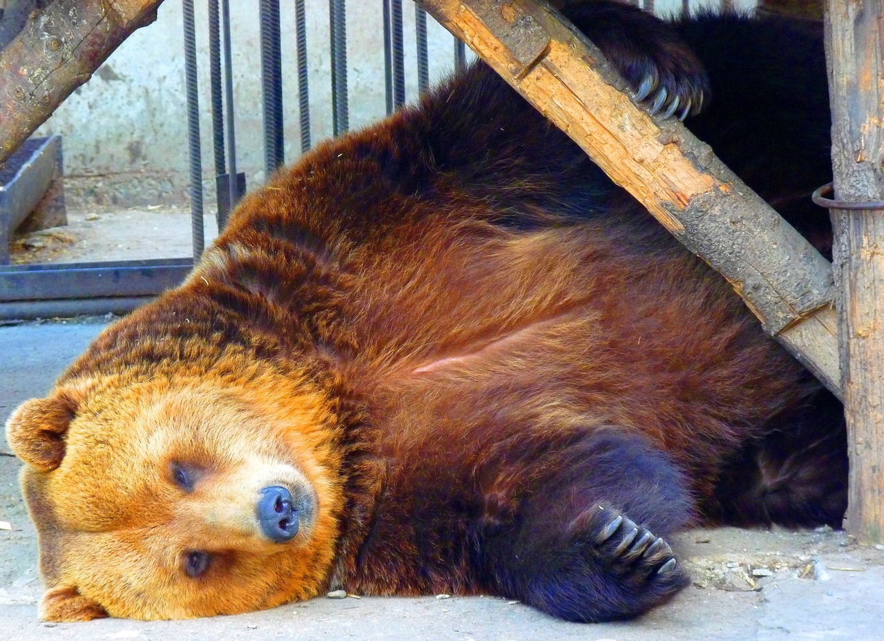 Медведь Медведь