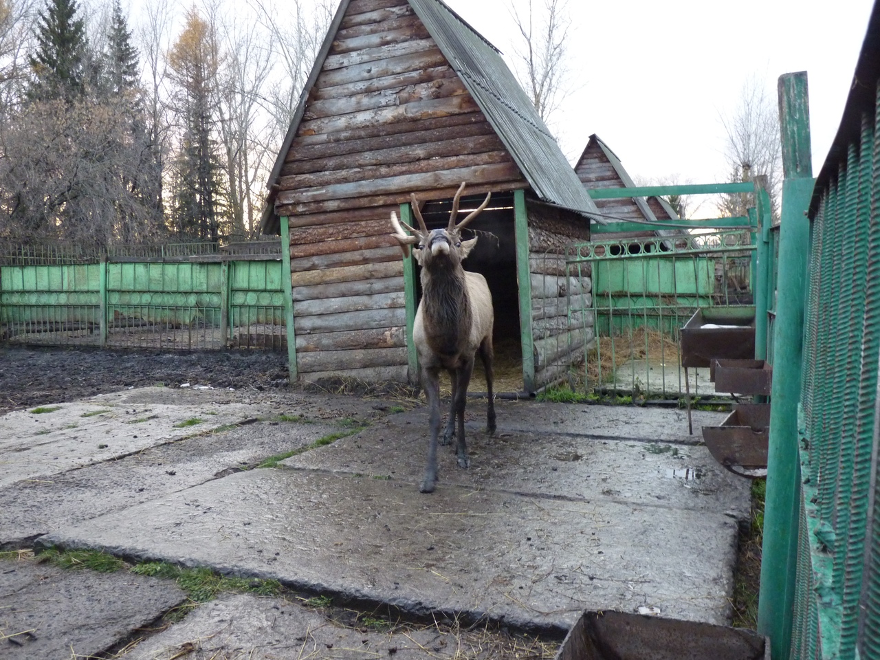 Олени Олени