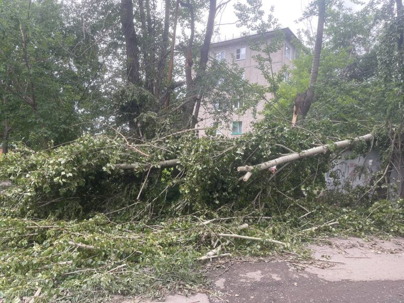 В омском УДХБ ответили по срокам уборки поваленных ураганом деревьев