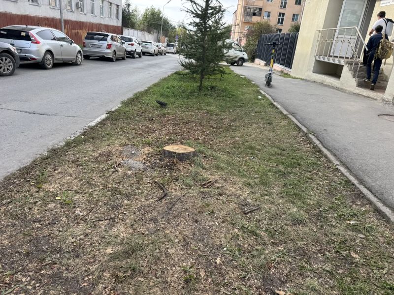В Омске начали снос деревьев ради парковки на Чкалова В Омске начали снос деревьев ради парковки на Чкалова