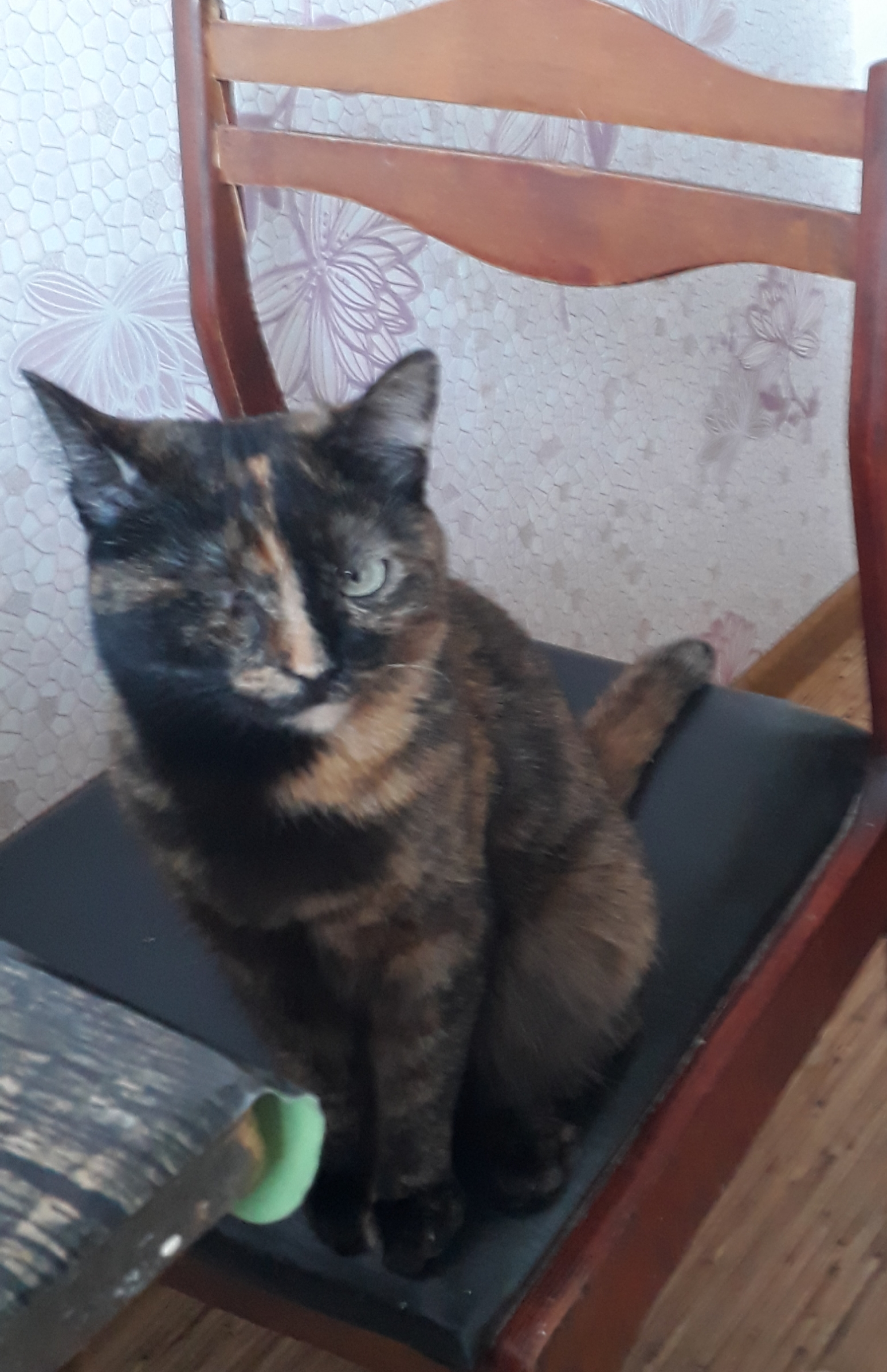 Кошка