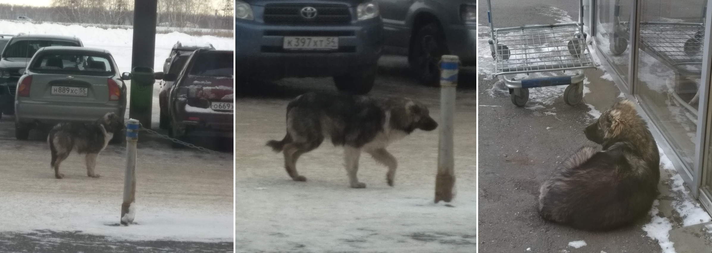 Собака Собака