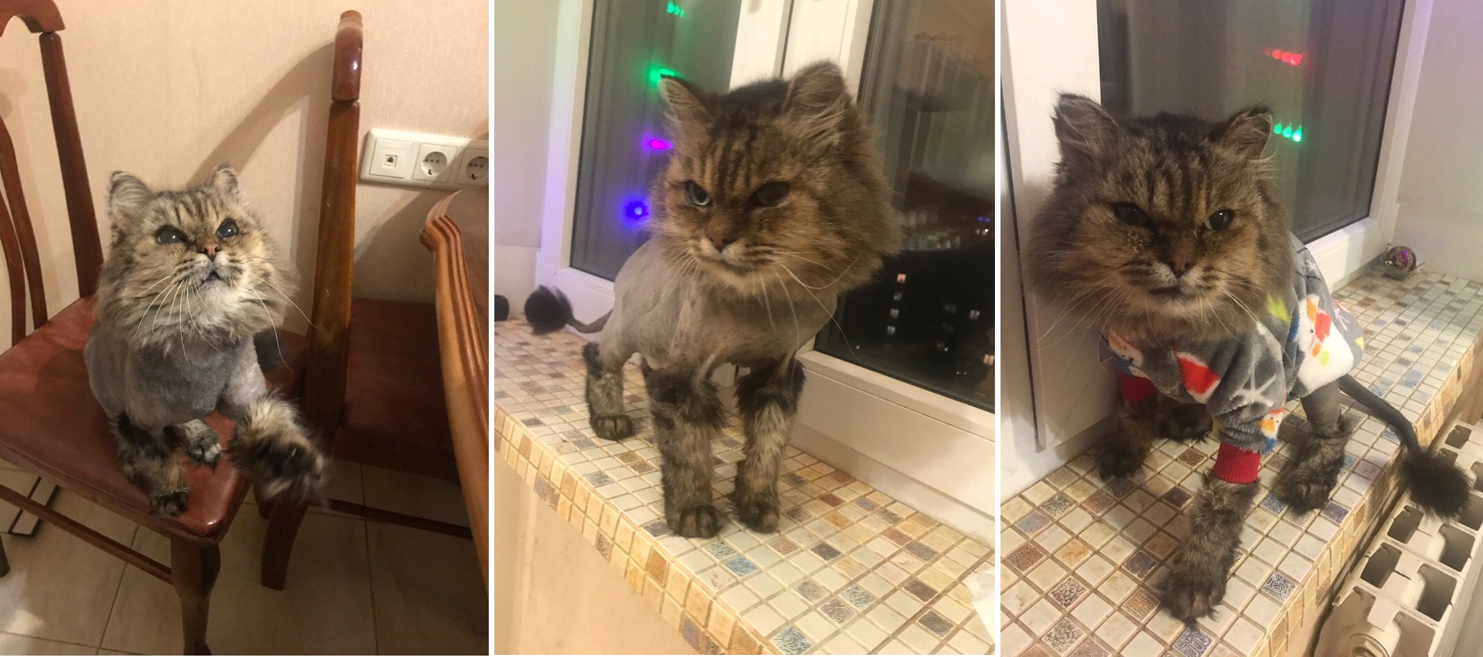 Котик Котик