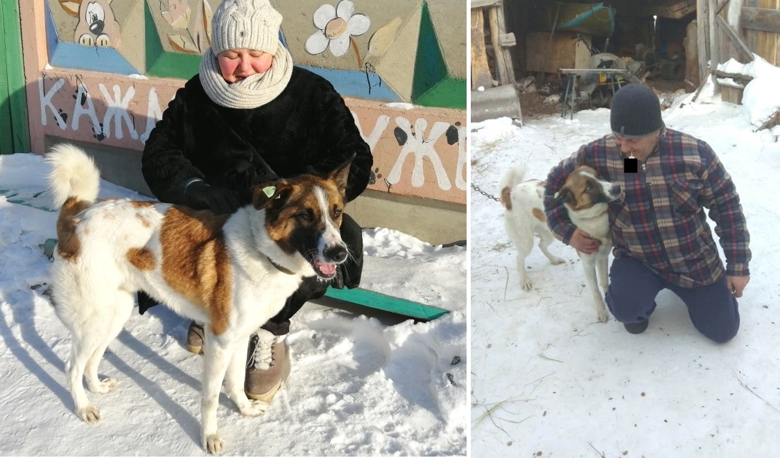 Собака Собака
