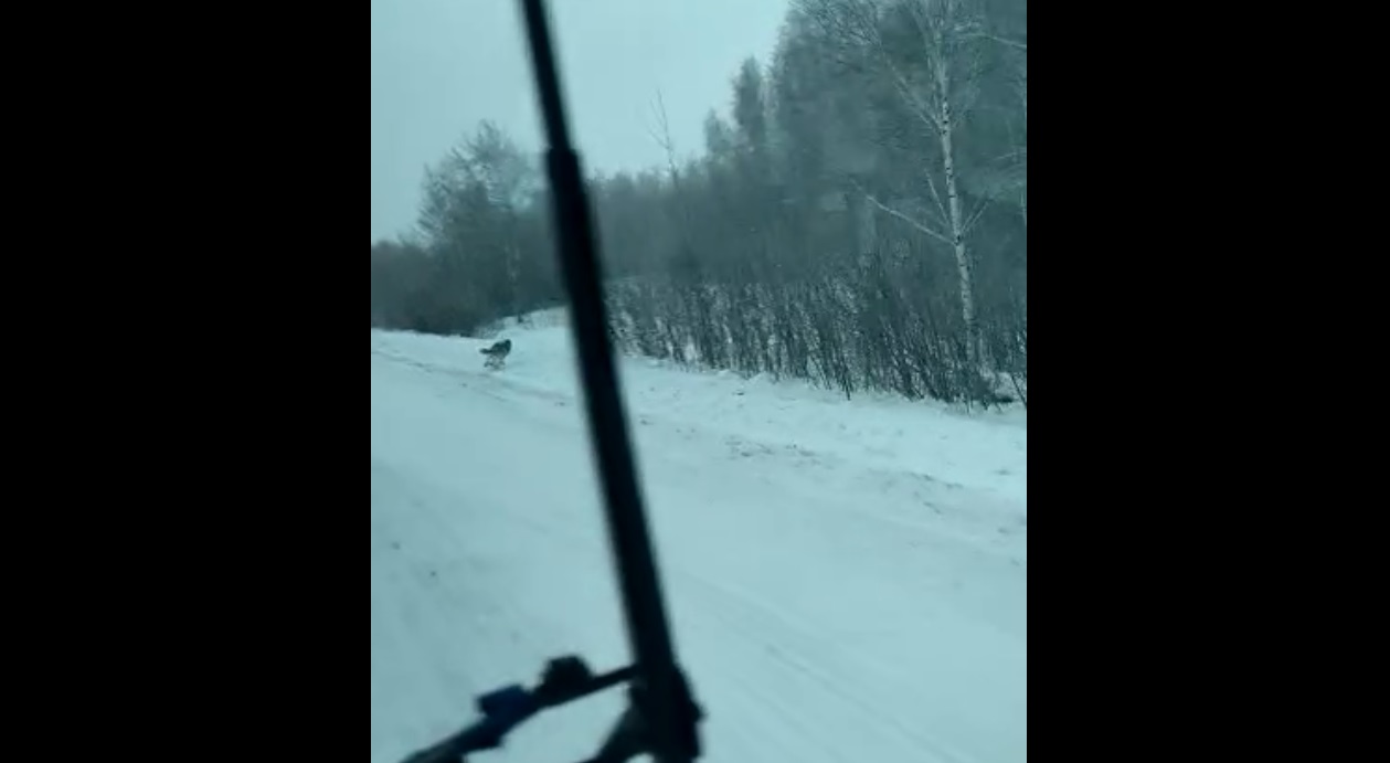 Под Омском волк размером с теленка перерезал дорогу автобусу Под Омском волк размером с теленка перерезал дорогу автобусу