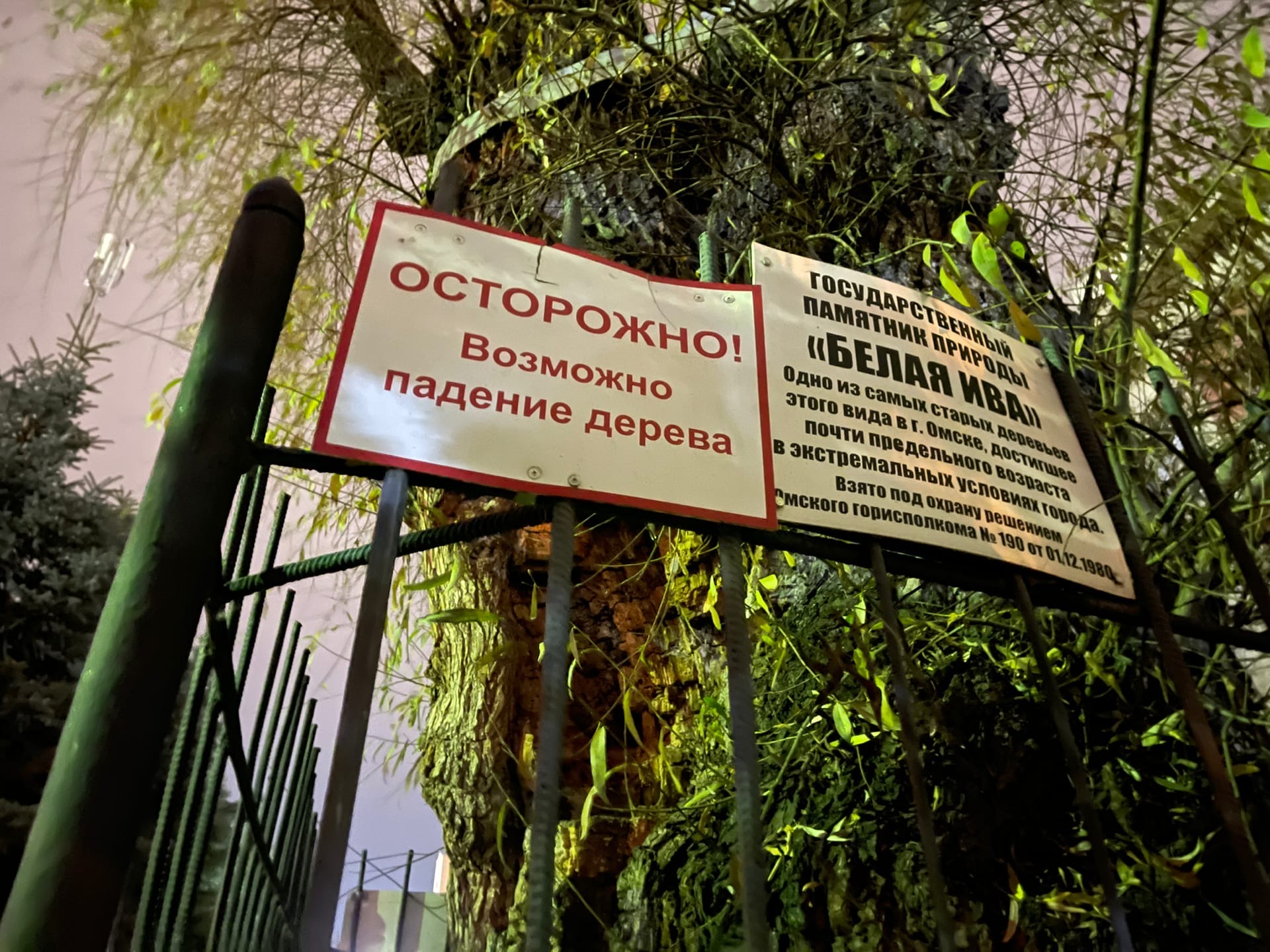 Со столетней белой ивы у «ОмскВодоканала» снимают охранный статус памятника Со столетней белой ивы у «ОмскВодоканала» снимают охранный статус памятника