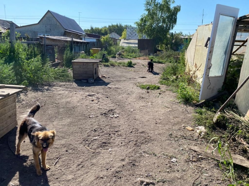 Фонд имени Манякина помог сельскому приюту для собак Фонд имени Манякина помог сельскому приюту для собак