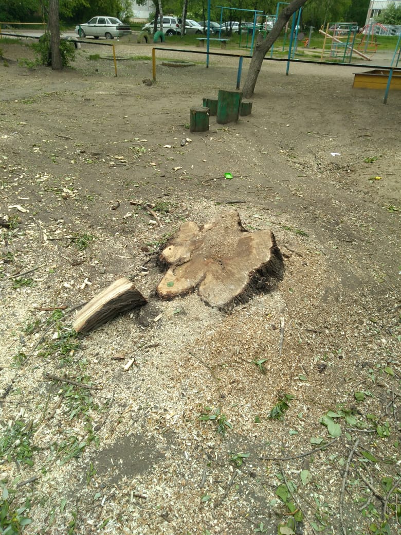 В омском дворе уничтожили деревья ради платной парковки под окнами дома – фото, видео В омском дворе уничтожили деревья ради платной парковки под окнами дома – фото, видео