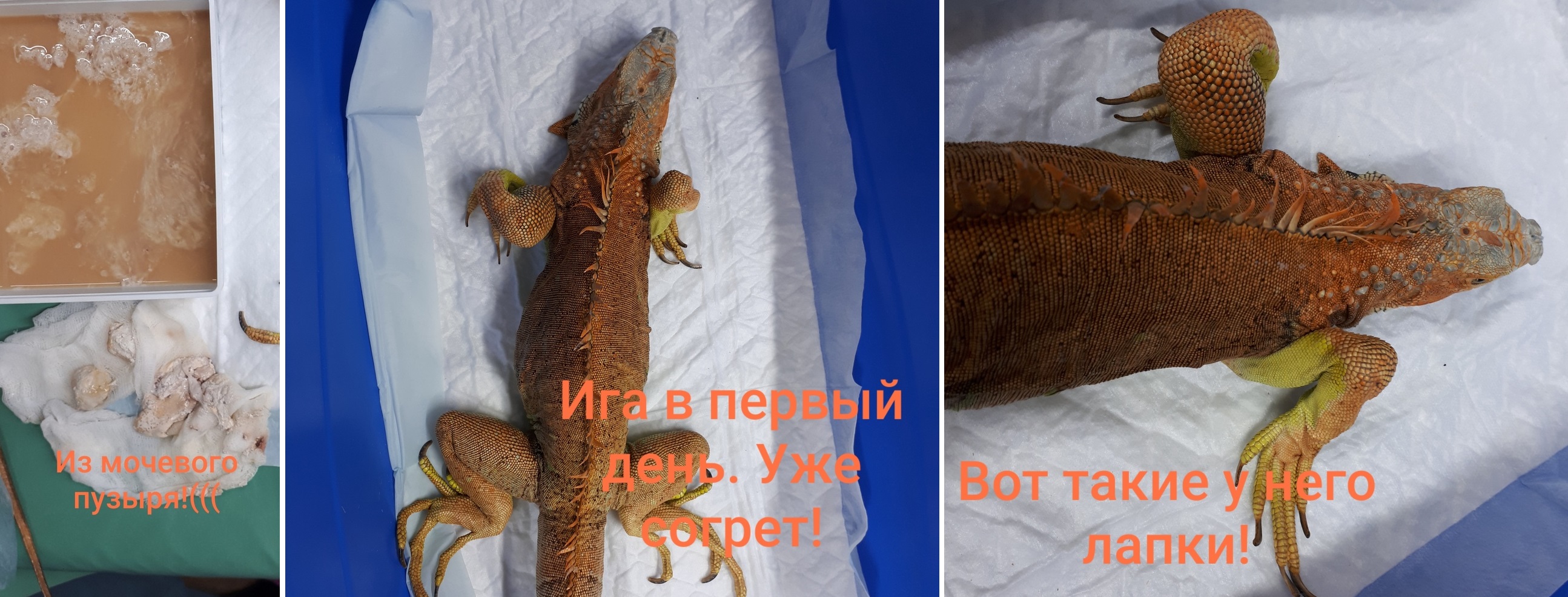 Игуана