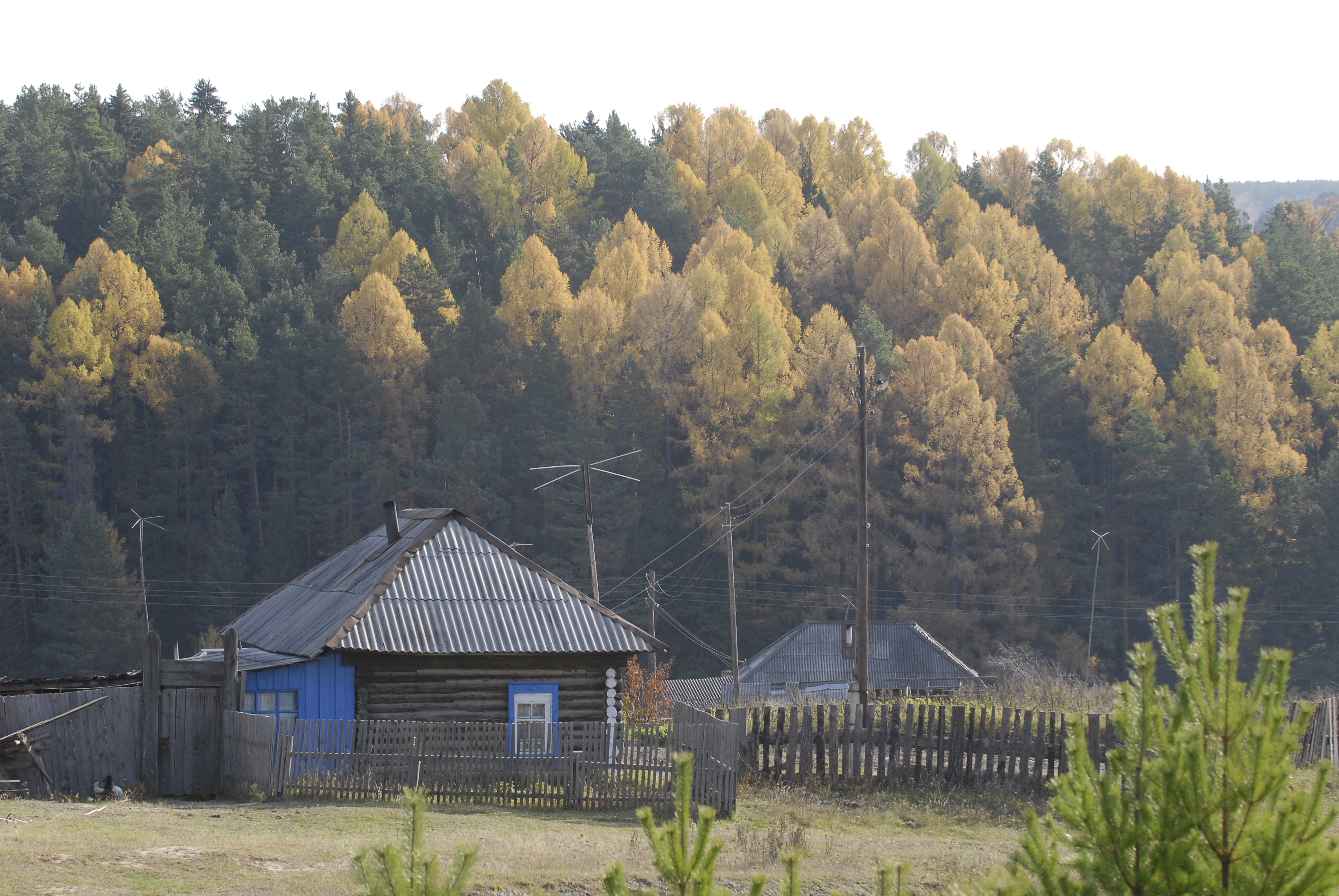 Лес рубят – в статус летят Лес рубят – в статус летят