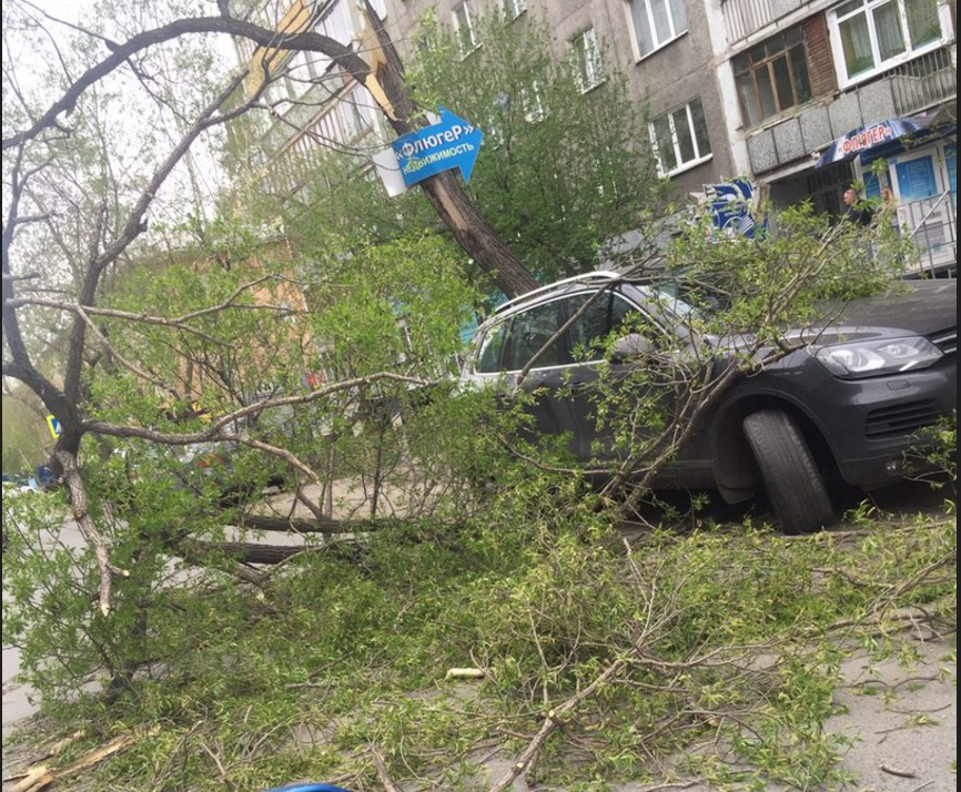 Сильный ветер в Омске снес дерево на припаркованный внедорожник