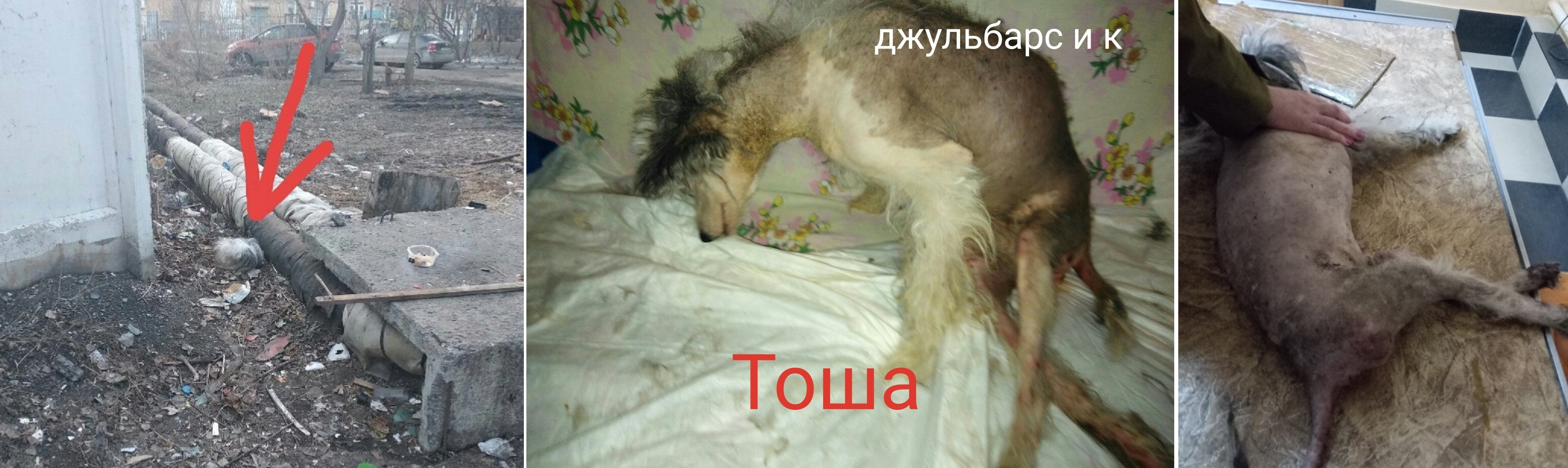 Собака Собака