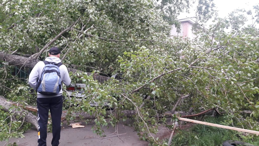 В Омске после шквалистого ветра смертельно опасные деревья завалили территорию детского сада В Омске после шквалистого ветра смертельно опасные деревья завалили территорию детского сада