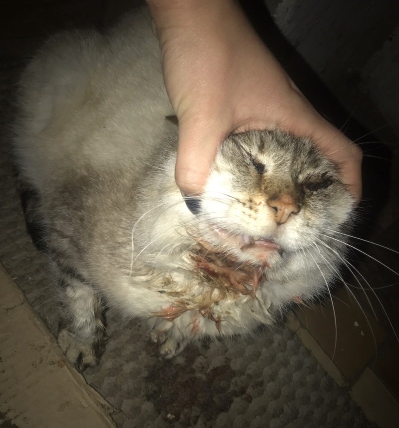 Котик Котик
