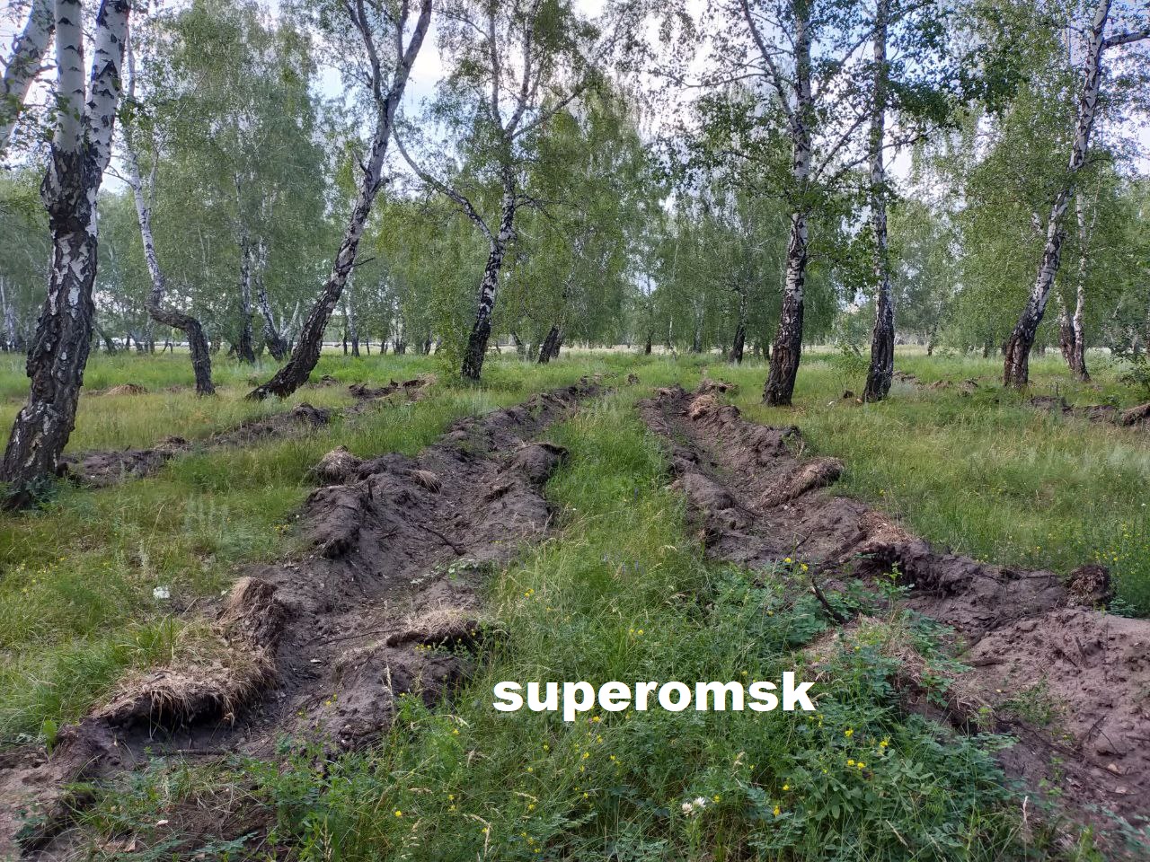 Горожан напугал вид леса под Омском