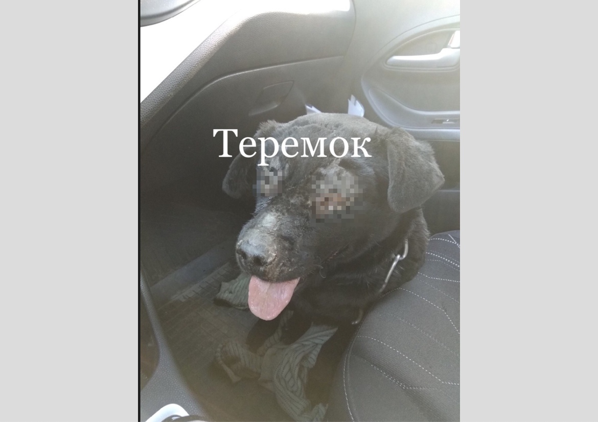 После пожара в Омской области пес Бим пролежал три дня без помощи с ожогами глаз и тела