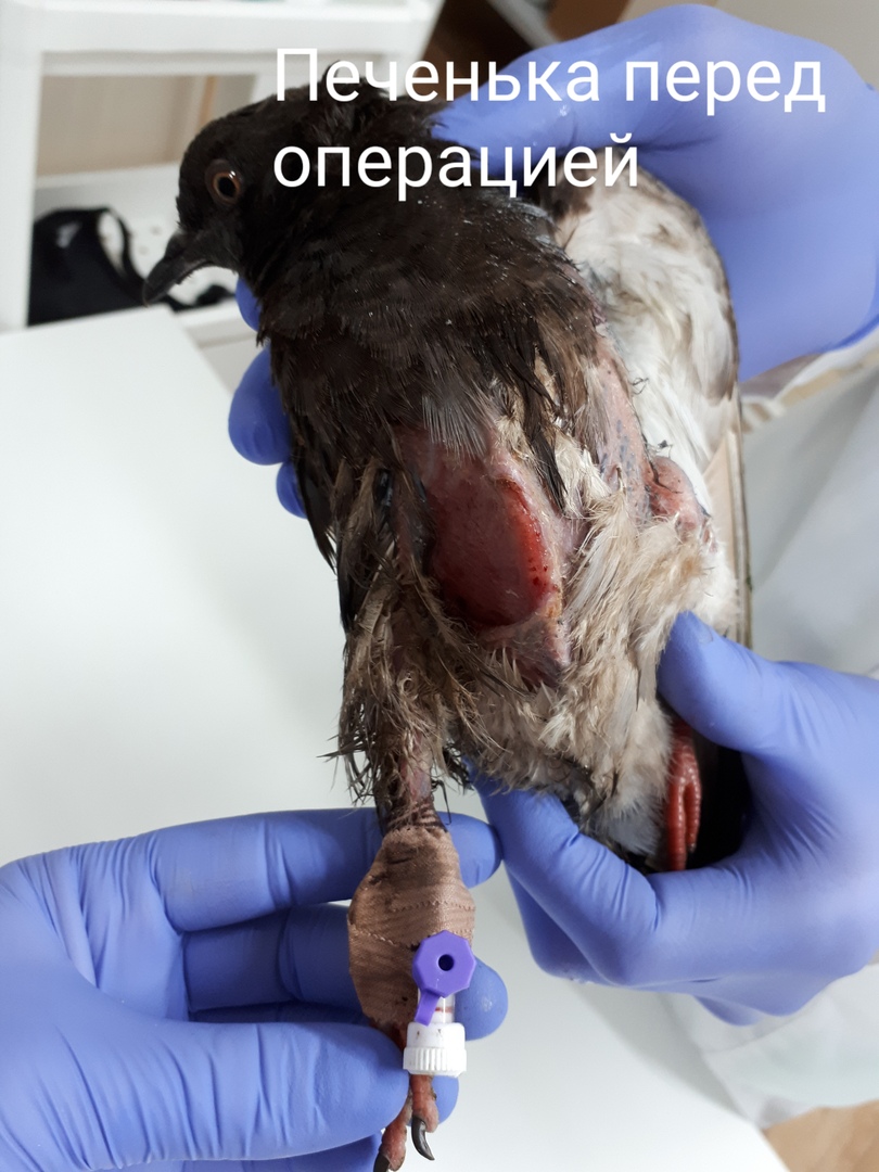 Команда омских врачей прооперировала умирающего голубя Печеньку Команда омских врачей прооперировала умирающего голубя Печеньку