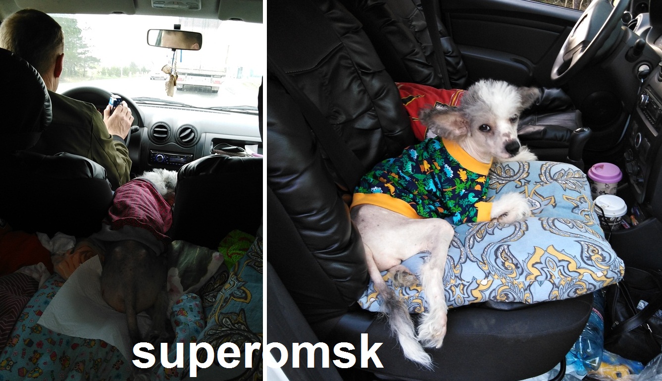 Собака Собака