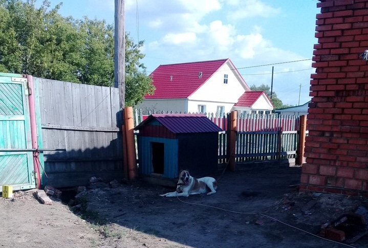 Собака