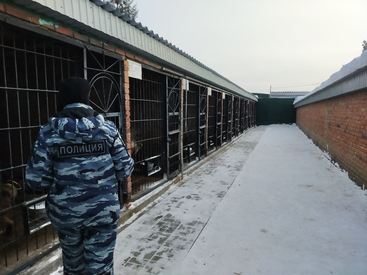 Омские служебные собаки в рамках «Студенческого десанта» показали, как ищут преступников и взрывчатку Омские служебные собаки в рамках «Студенческого десанта» показали, как ищут преступников и взрывчатку