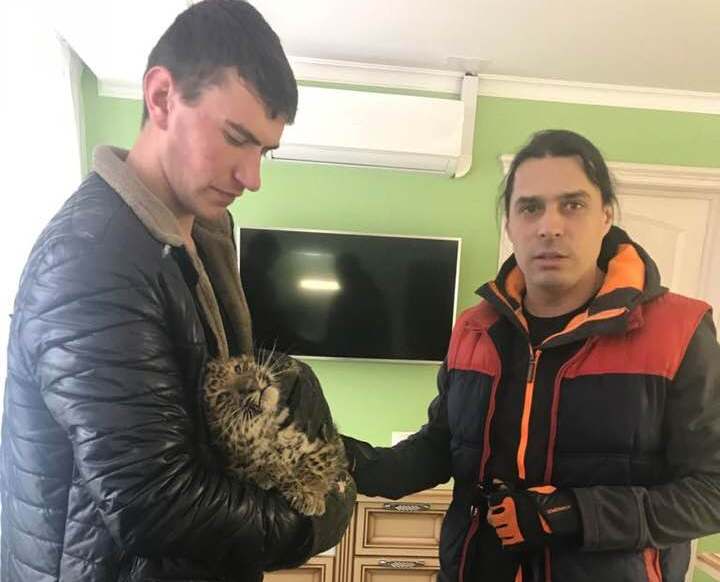 Омский цирк объявит конкурс на имя для юного леопарда (МИЛОЕ ФОТО) Омский цирк объявит конкурс на имя для юного леопарда (МИЛОЕ ФОТО)
