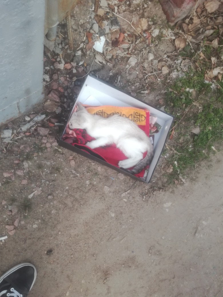Котик Котик