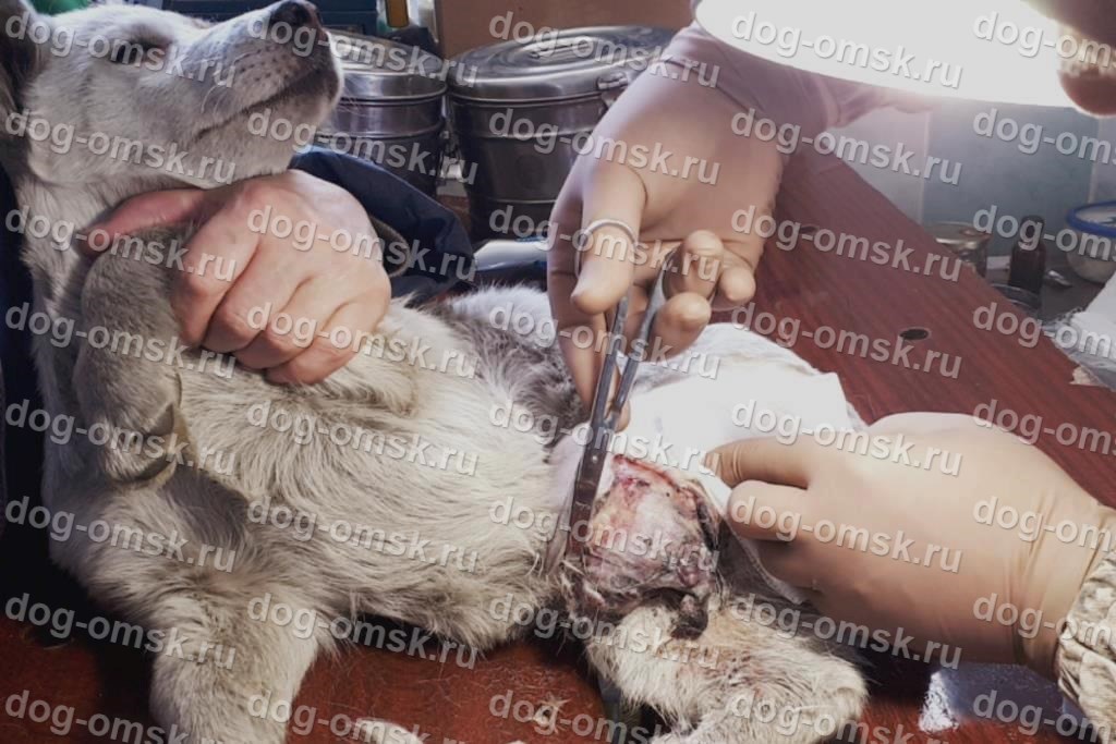 В Омске в подъезде нашли щенка с оторванной лапой – ФОТО В Омске в подъезде нашли щенка с оторванной лапой – ФОТО