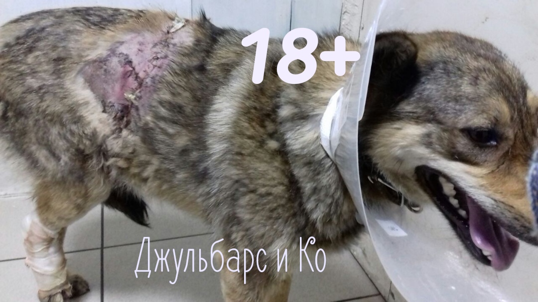 В Омске содрали шкуру с живой собаки по кличке Ласточка - ФОТО В Омске содрали шкуру с живой собаки по кличке Ласточка - ФОТО