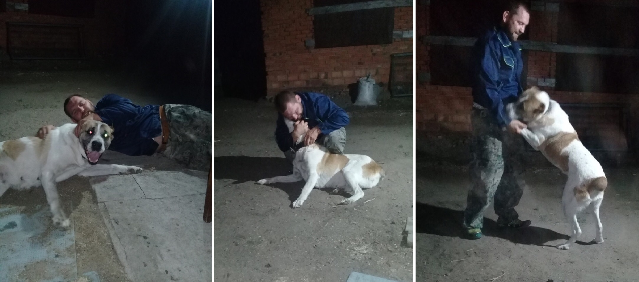 Собака