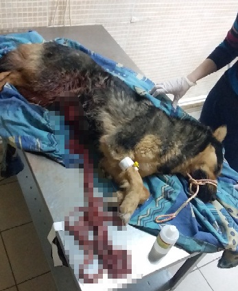 В Омске неизвестные вспороли собаке живот