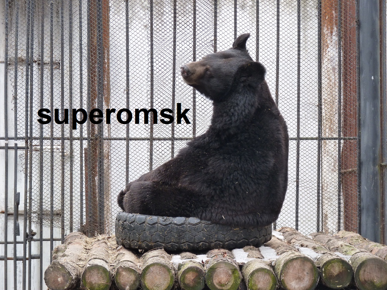 Медведь Медведь