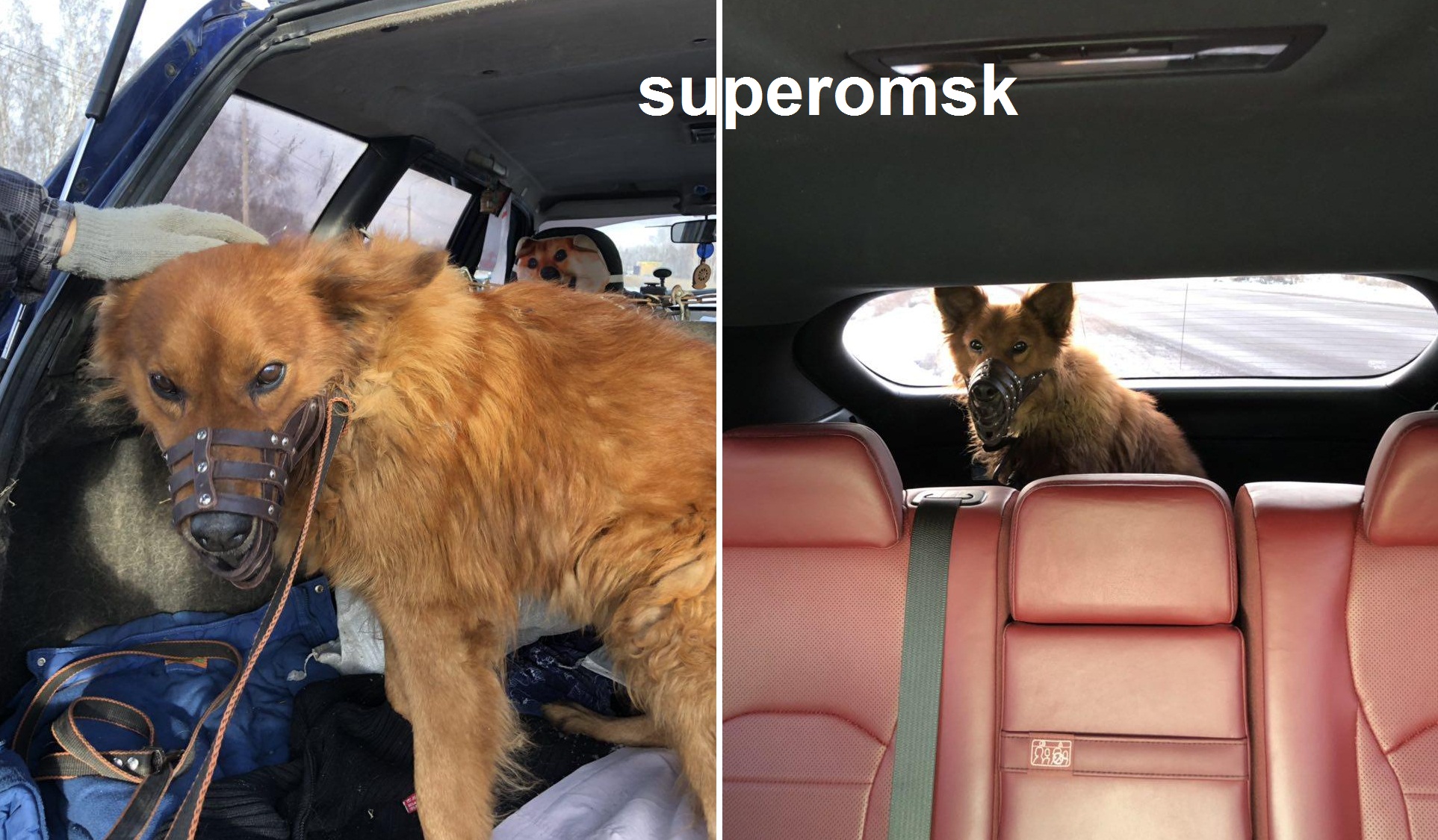 Собака Собака