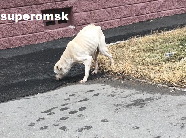Собака Собака