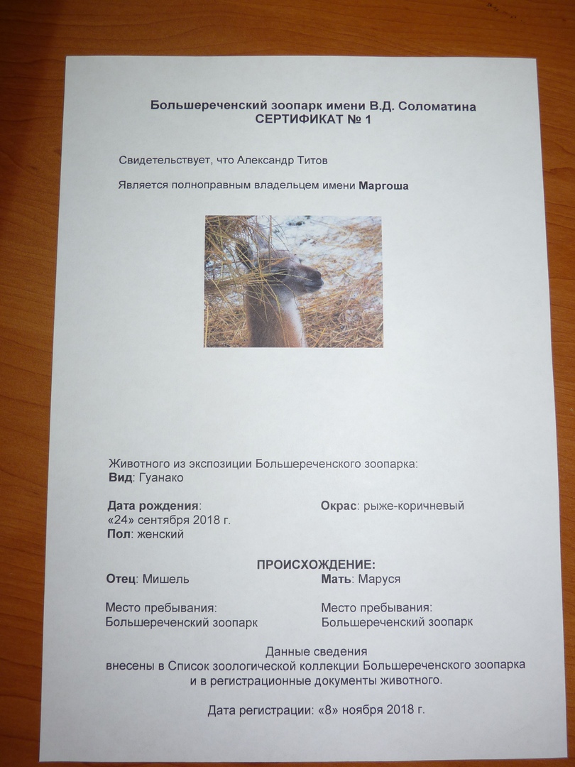 Маленькой омской гуанако выбрали красивое имя Маленькой омской гуанако выбрали красивое имя