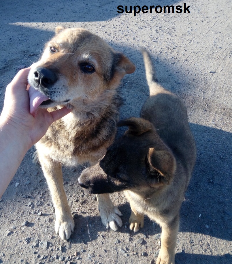 Собака Собака