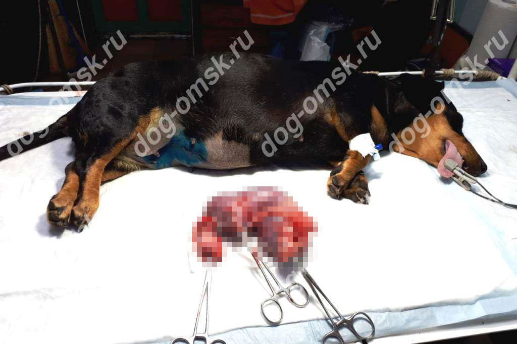 Собака
