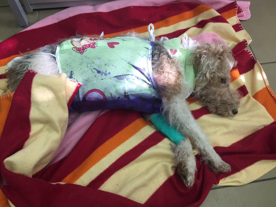 Собака