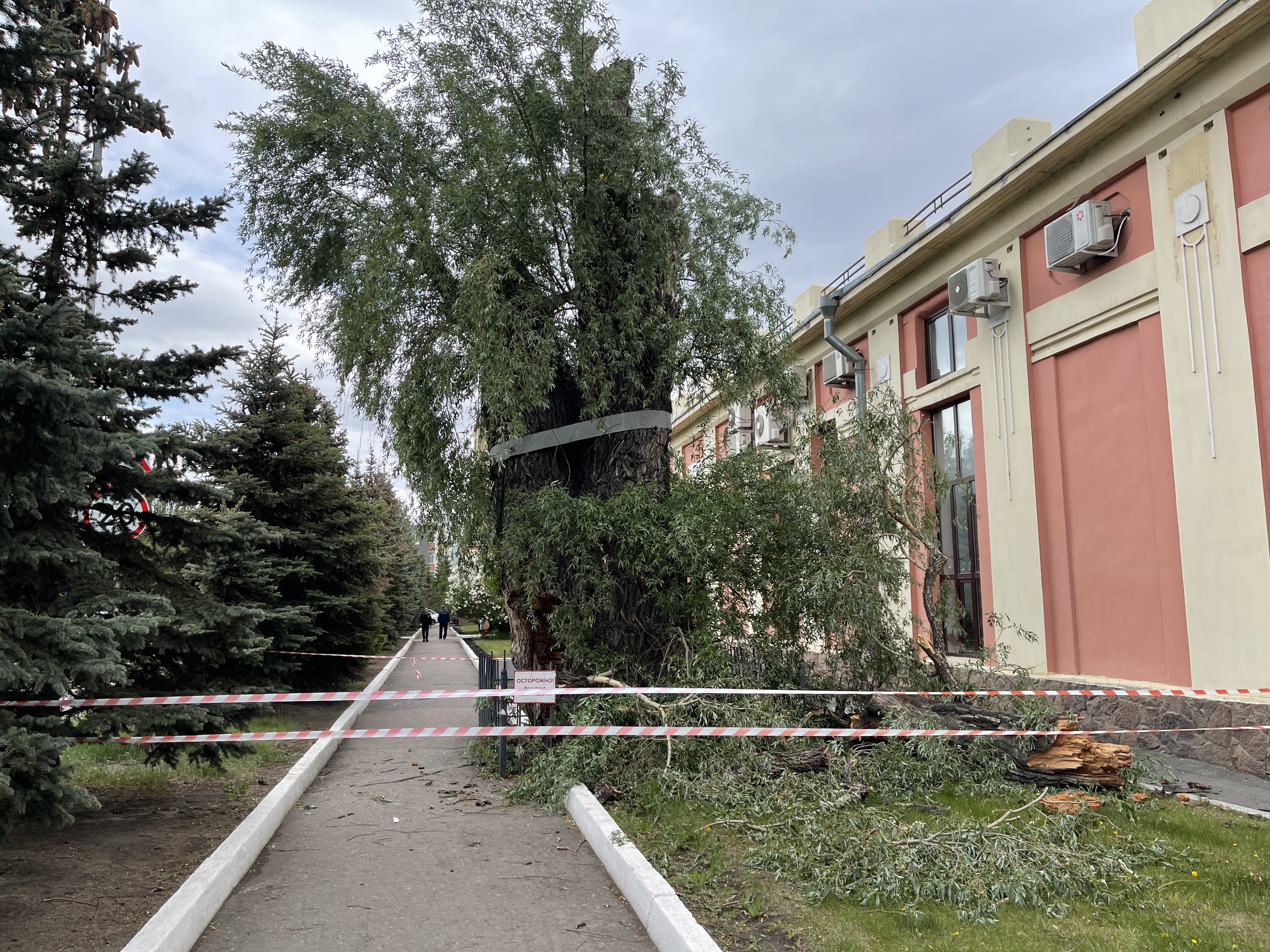 Сбылось опасение мэра Омска Шелеста по 100-летней иве Сбылось опасение мэра Омска Шелеста по 100-летней иве