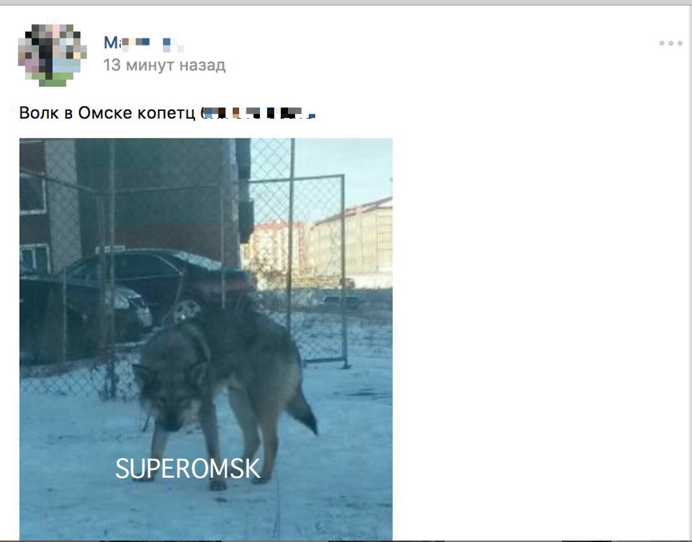 В Омске сфотографировали волка во дворе