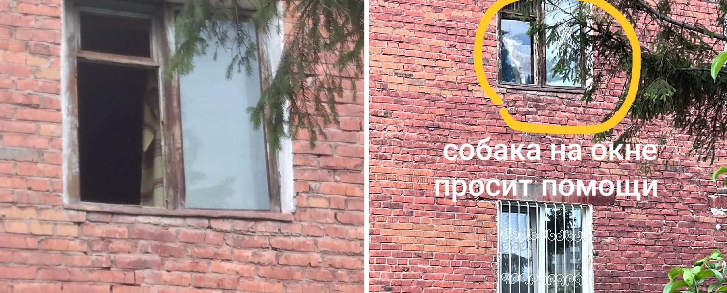 Омичи жалуются на соседа, который удерживает дома множество собак и тащит мусор в насквозь провонявшую квартиру Омичи жалуются на соседа, который удерживает дома множество собак и тащит мусор в насквозь провонявшую квартиру