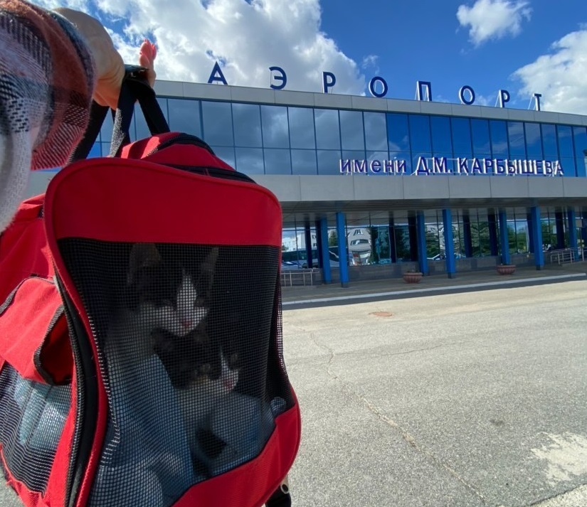 Котята переселились из затопленного канализацией подвала в Омске прямо в Москву Котята переселились из затопленного канализацией подвала в Омске прямо в Москву