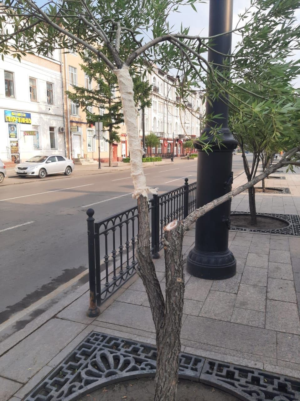 Одно из изувеченных деревьев в центре Омска погибло, другие пытаются вылечить